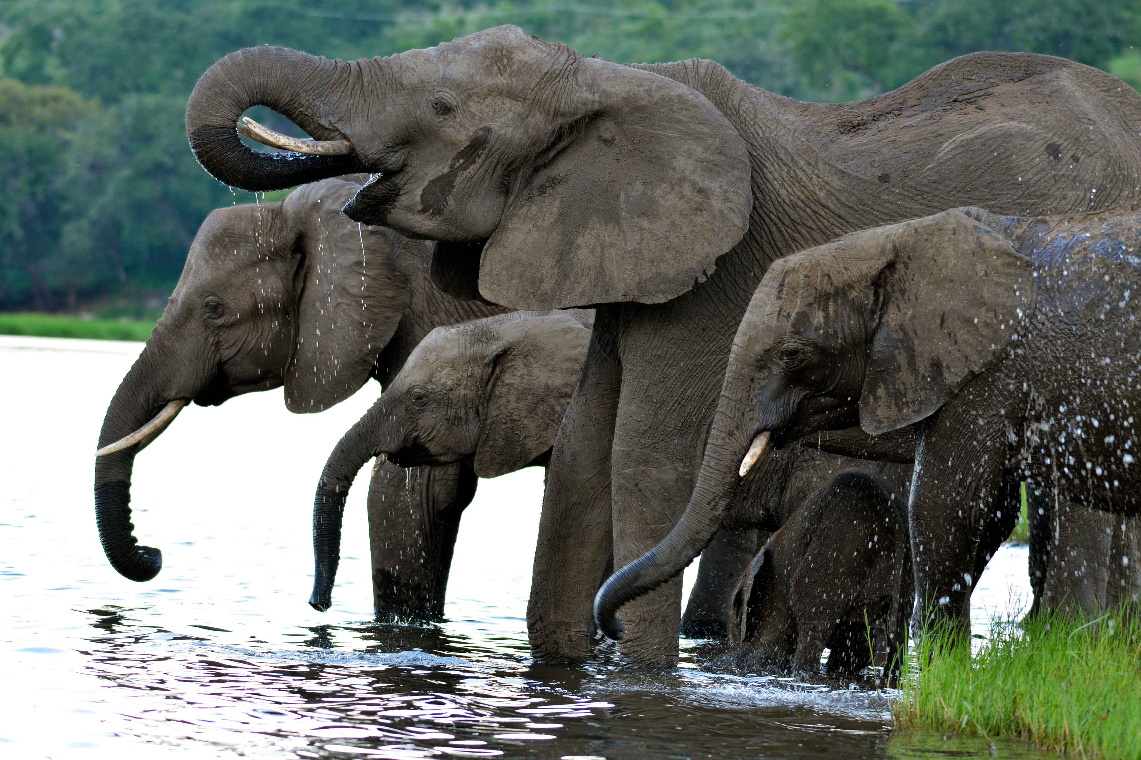 Elephants drinking and splashing water.