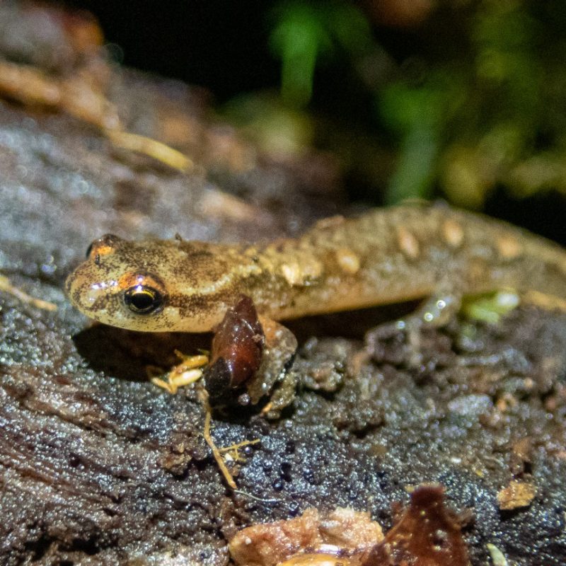 Closeup of a salamander on a wet fallen log.
