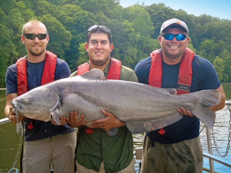 Nonnative catfish not primary driver of American shad declines in James  River, College of Natural Resources and Environment