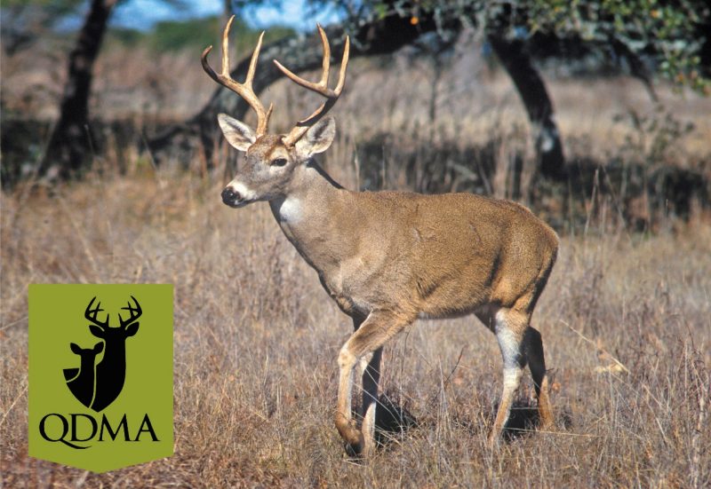 Student Initiates Quality Deer Management Branch College Of Natural