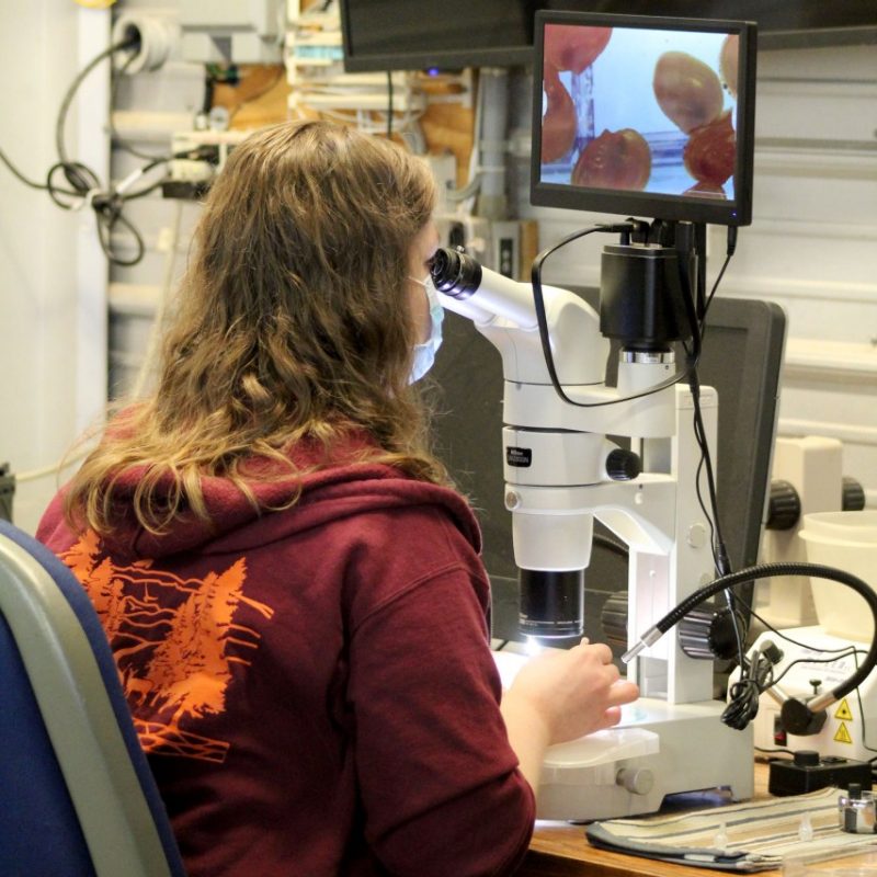 A young woman seated wearing a face mask in a lab looking at mussels through a microscope.