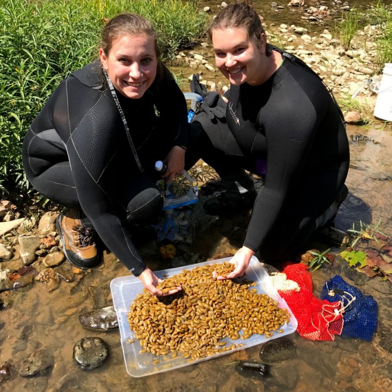 Two women wearing in wetsuits in the clinch river scooping a handful of tagged mussels.