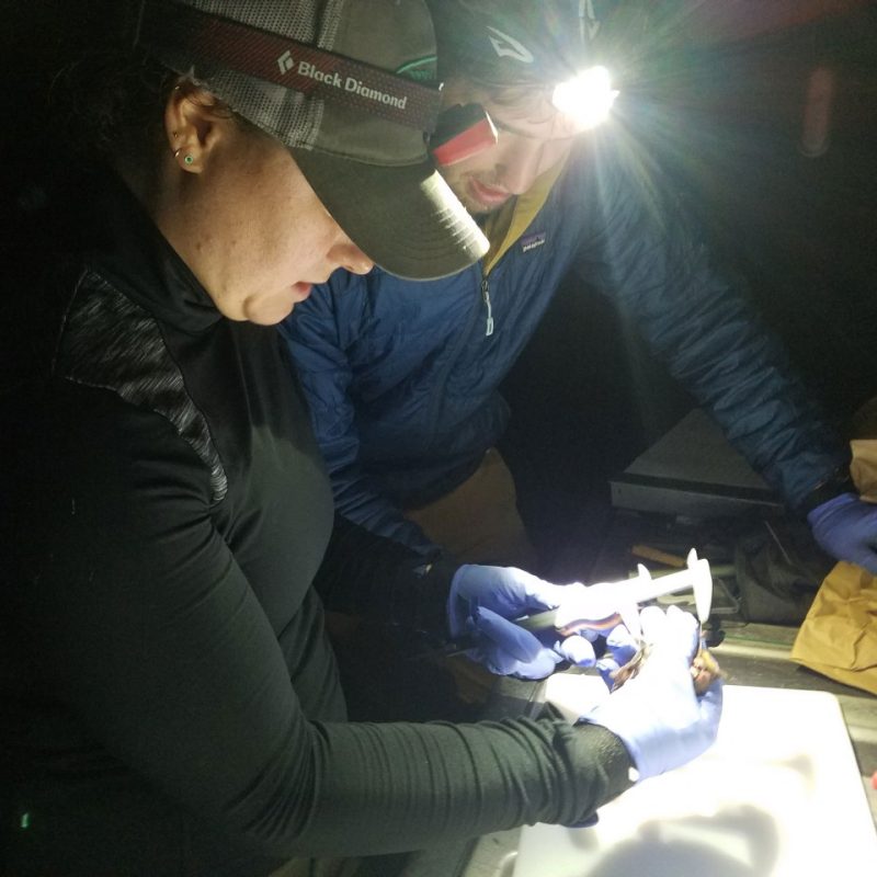 Students shine light from their headlamps to measure a bat. 