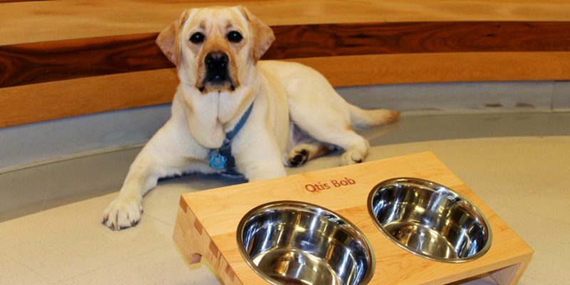 A yellow lab lies down behind a wooden dog bowl holder containing two metal bowls.