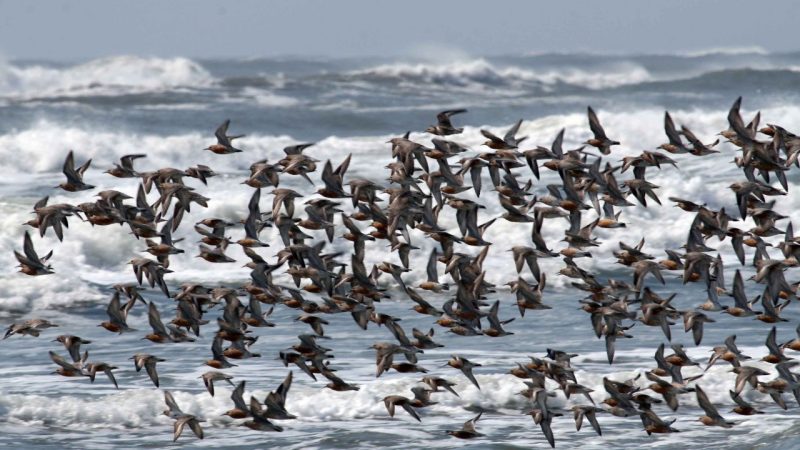 Red Knots flying