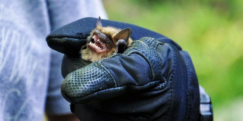 Bat Research