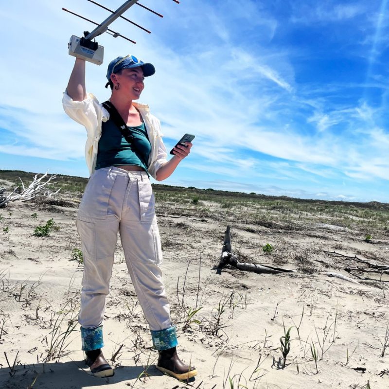 A researcher holding a radio antenna in right hand and cellphone in left hand in a sandy area with minimal vegetation