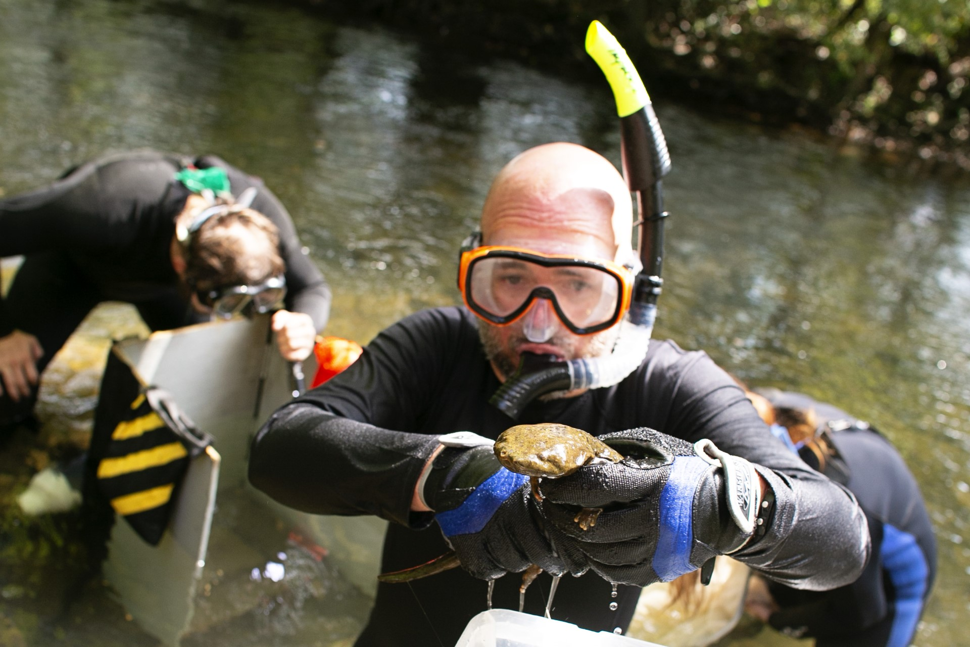A professor wearing a wetsuit, snorkel, and mask standing in a stream holding a hellbender, students in the background looking in research boxes open to the stream on one side.
