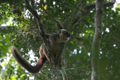 Male white-fronted brown lemur