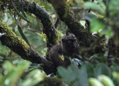 Female white-fronted brown lemur