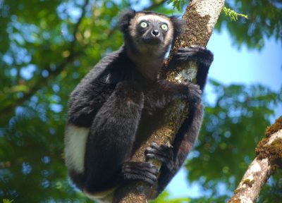 An indri lemur