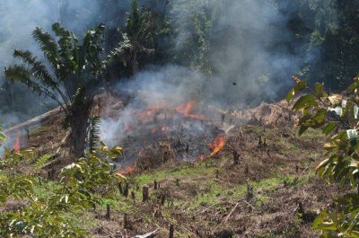 A cleared section of rainforest being burned