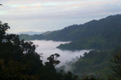 A fog-filled rainforest valley