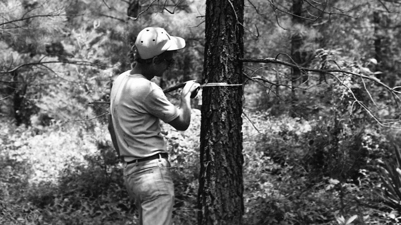 A student in a forest measuring a tree
