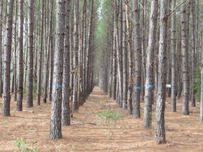 The PINEMAP Project focuses on how to sustainably manage pine plantations so that they are better adapted to droughts, temperature extremes, and other variations in climate.