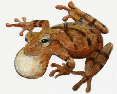 Illustration: Chorus Frog
