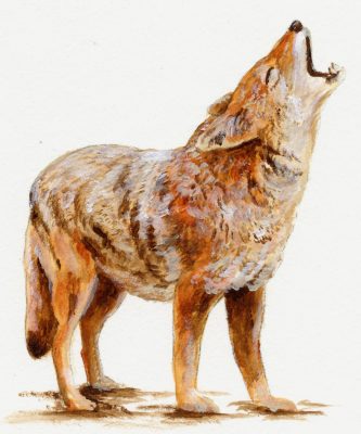 Illustration: Coyote