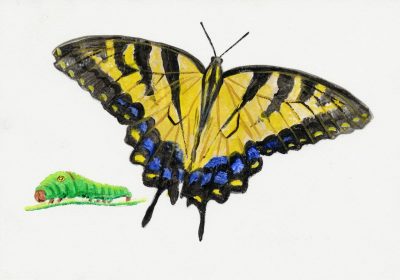 Illustration: Eastern Tiger Swallowtail
