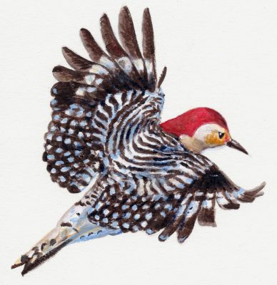 Illustration: Red-bellied Woodpecker