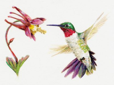 Illustration: Ruby-throated Hummingbird