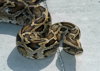 Python Closeup