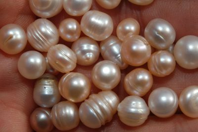 freshwater mussel pearls