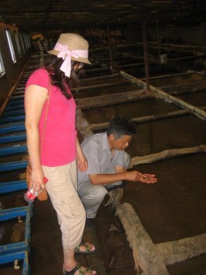 Chinese facility where freshwater mussels are reared for pearl production.