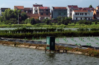 Chinese freshwater mussel farm