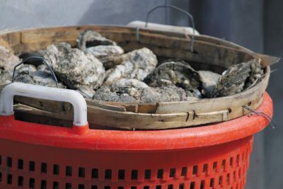 Basket full of oysters
