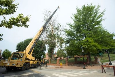 The original Henderson Lawn sycamore had to be removed in July 2010.