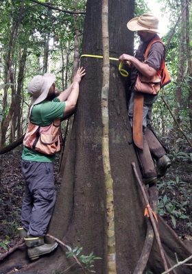 Scientists measure the circumference of a tree in the Peruvian floodplain forest