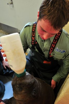 Clark bottle-feeds an orphaned walrus pup at the Alaska Sealife Center in Seward, Alaska.