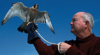 Mitchell Byrd holding a falcon