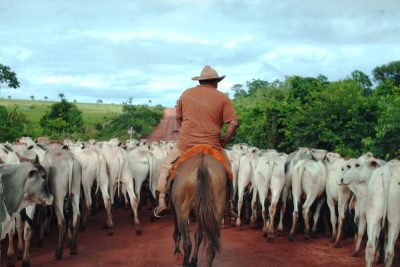 Livestock production is one of many practices that can degrade natural ecosystems in the Amazon. Photo by Aliança da Terra