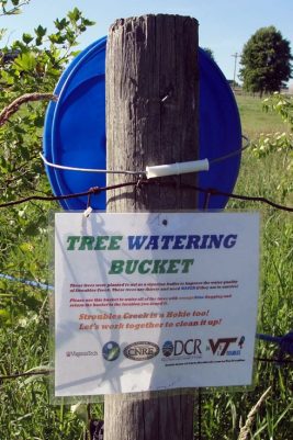 Watering is crucial to ensure that the young trees thrive. Signs encourage passersby to help with the effort. Photo by Amber Coeyman