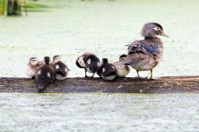 Female wood duck and hatchlings.
