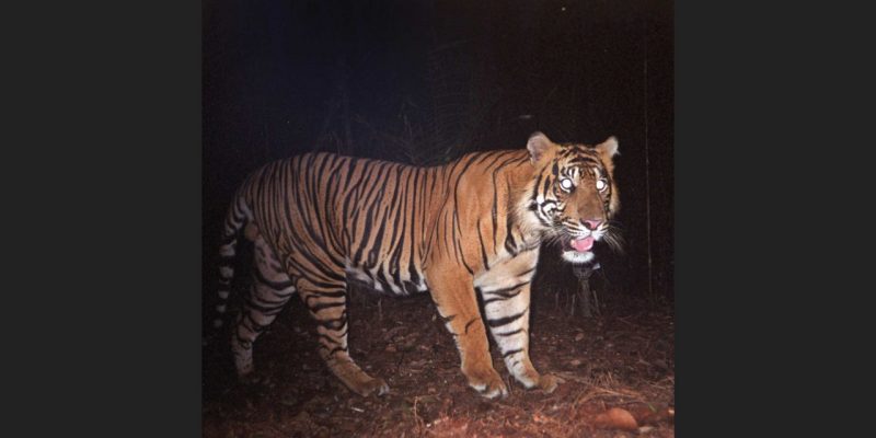Camera-trap image of tiger