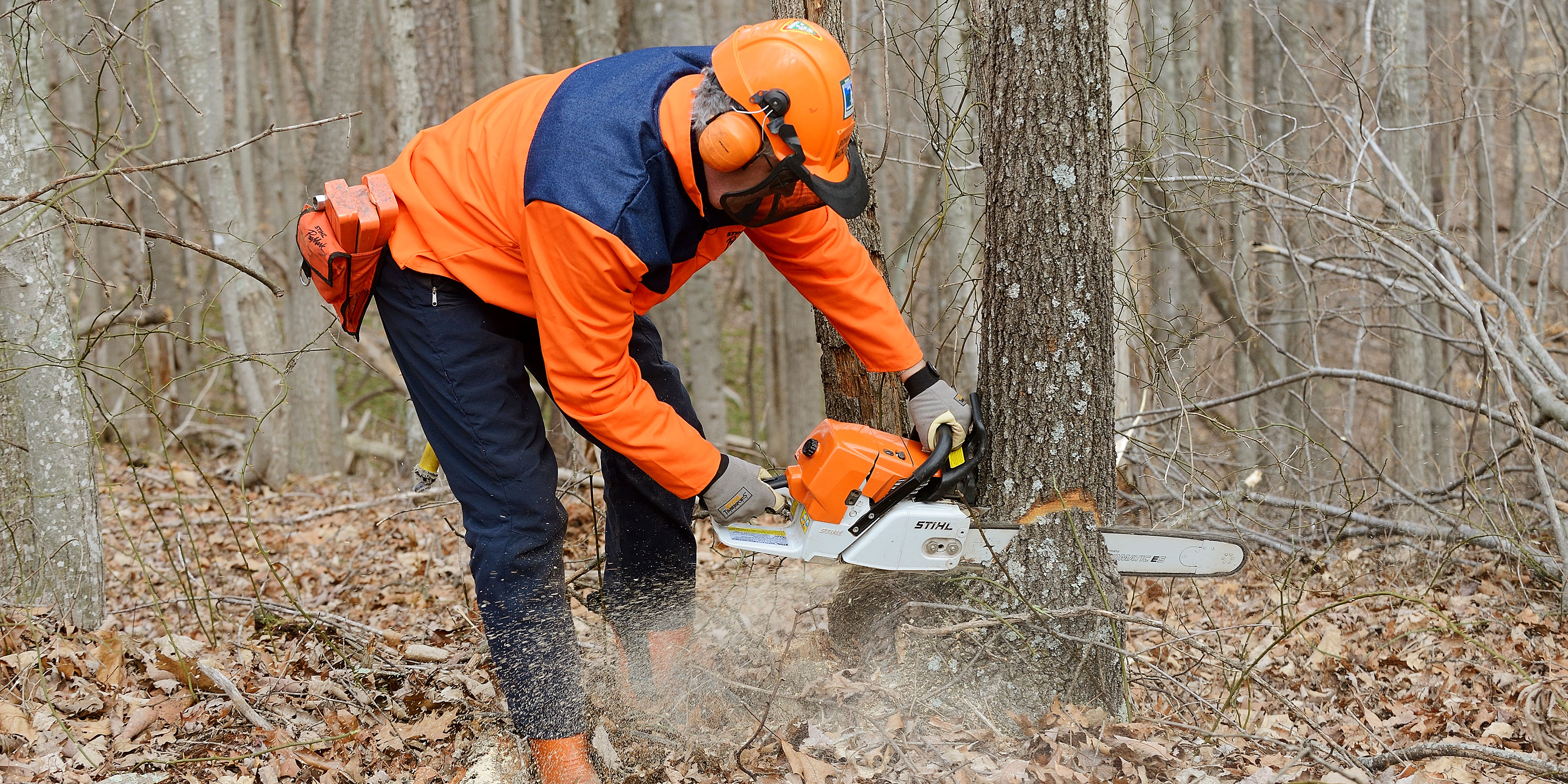 A logger using a chainsaw to cut diagonally into the base of a tree in a forest.