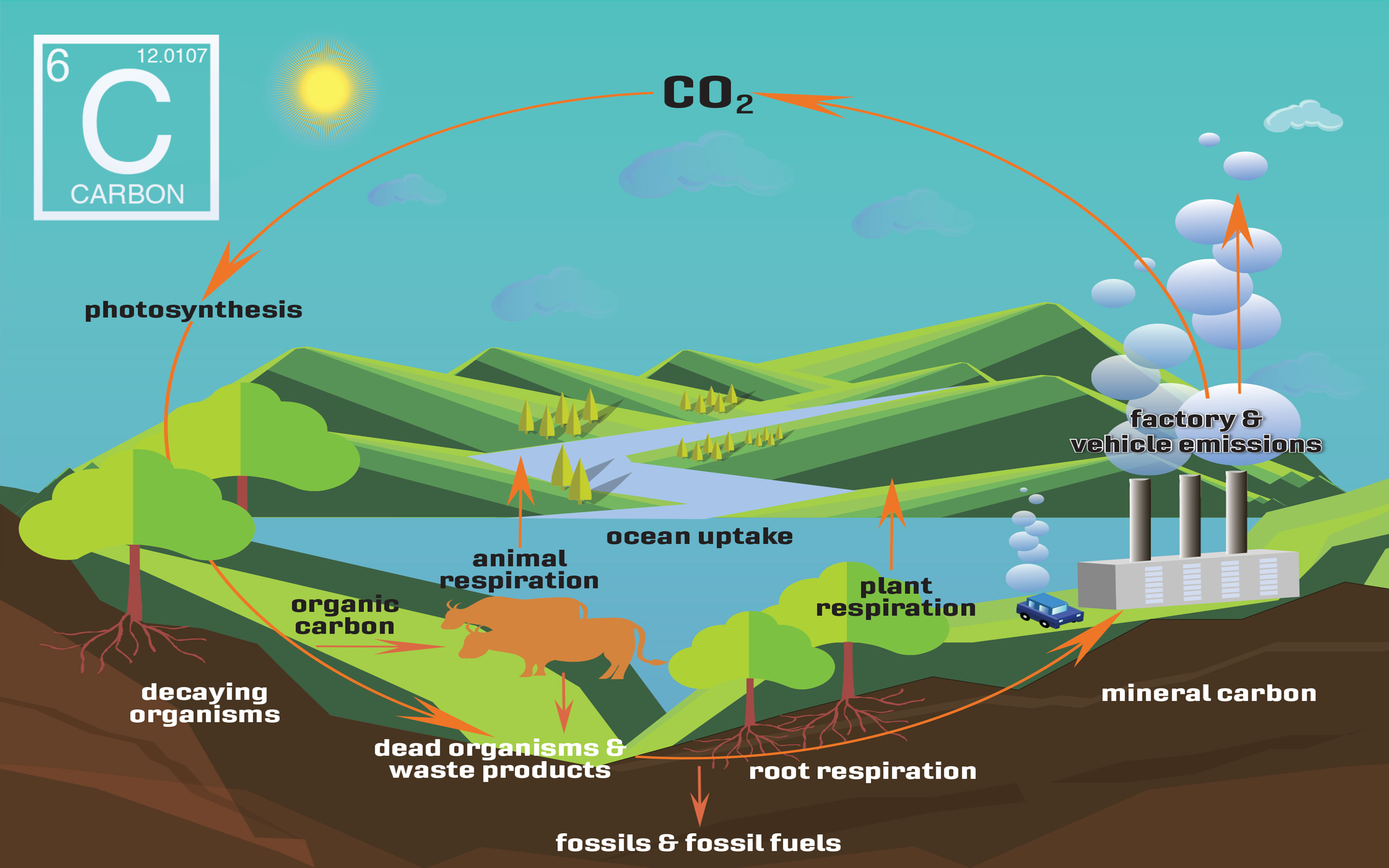C O 2 is captured by plants from the atmosphere during the photosynthesis process. Organisms capture the carbon from plants. C O 2 is released into the atmosphere by animal respiration as well as factory and vehicle emissions.