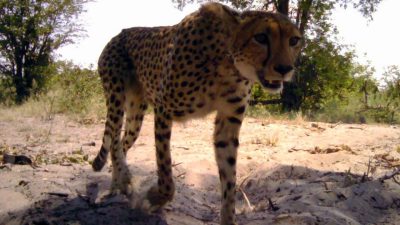 Camera trap image of a Cheetah walking
