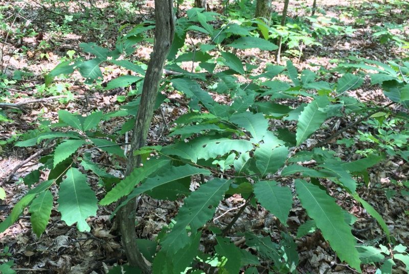 American chestnut saplings in a forest