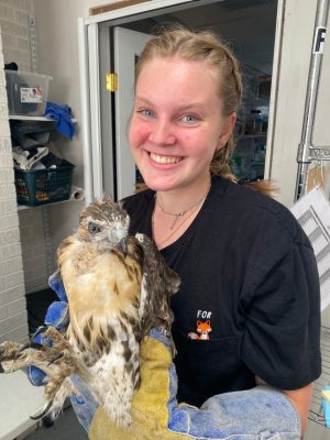 young woman in a dark blue t-shirt helps rehabilitate an American Kestrel