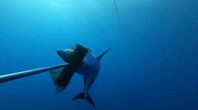 The research team successfully tagged a Mako shark for the first time in the region as part of another research project. 