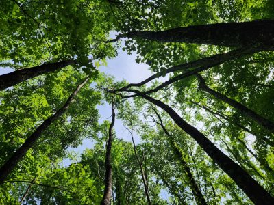 A view looking up from the forest floor, showing towering Trees-of-Heaven with a blue sky