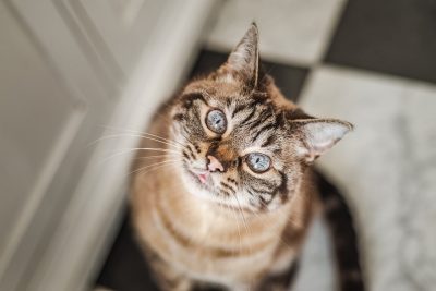 A senior cat posing for the camera. Photo courtesy of Adobe Stock Images.