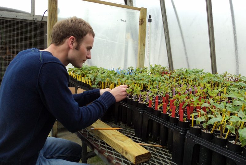 Jason Holliday sits in front of a greenhouse table covered with containers of poplar seedlings
