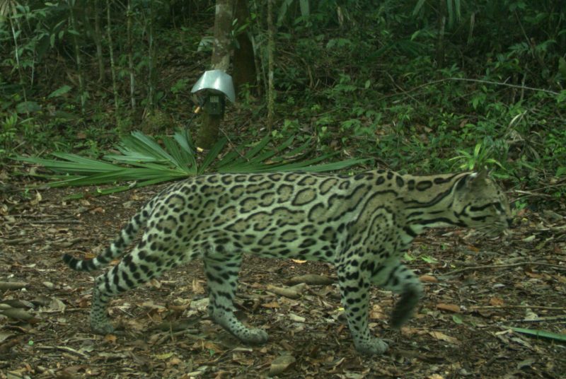 An ocelot walks through a forested area. A camera is mounted on a tree in the background.