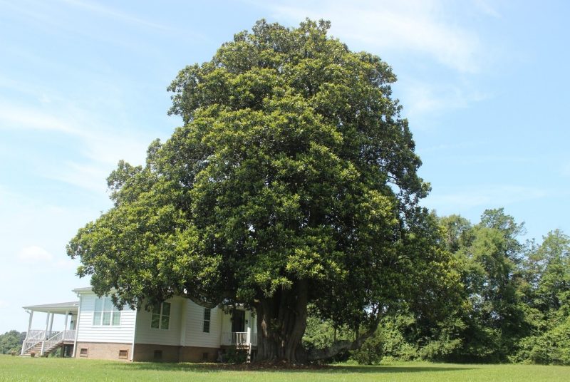A large magnolia tree in full summer foliage next to a white clapboard house.