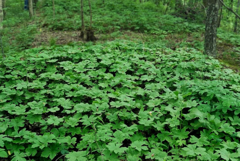 A close-up view of a bed of goldenseal plants