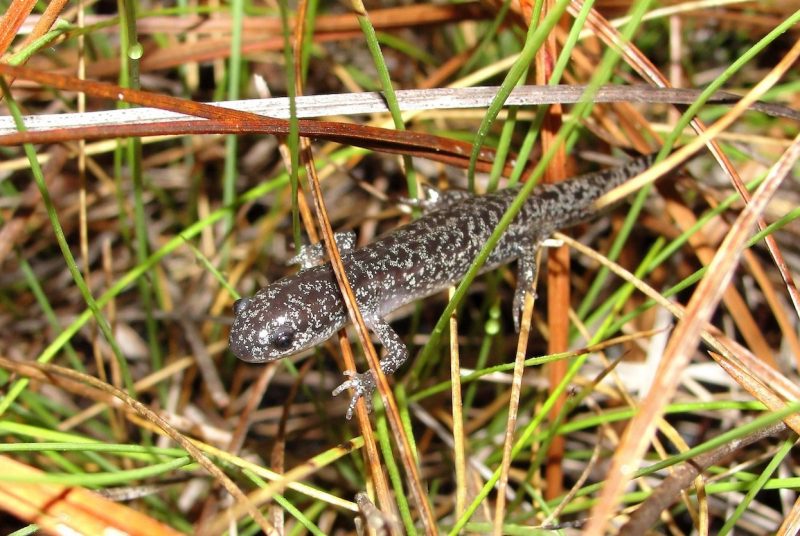 Close-up view of a reticulated flatwood salamander